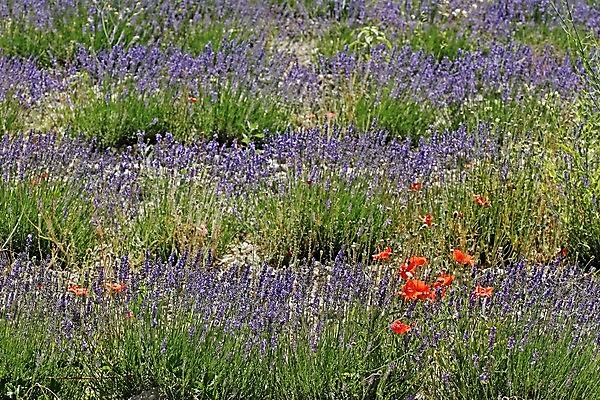 포토 JPG 해외이미지 밭 사람없음 빨간색 파란색 빛 프랑스 잡초 분위기 양귀비 라벤더 썩음 프로방스 해외202004 해외포토 식물 꽃 유럽 컬러 컨셉 농업 허브 파일형식 이미지허브