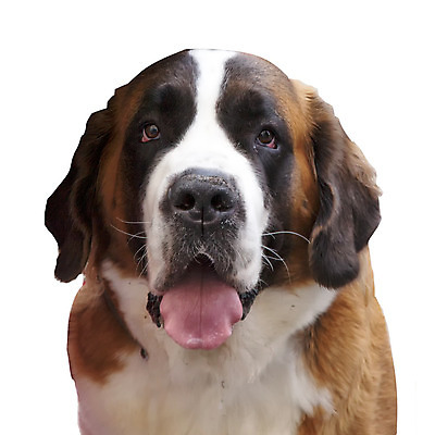 포토 JPG 해외이미지 동물 백그라운드 가족 자연 산 통 안테나 풍경 사람없음 야외 검은색 흰색 구출 성자 개 달콤 강아지 큼 스위스 알프스 송곳니 고립 해외202004 해외포토 유럽 종교 컬러 통신 포유류 관계 반려동물 도움 맛 치아 크기 생태계 파일형식 이미지허브