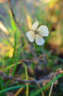 포토 JPG 해외이미지 식물 디자인 계절 꽃잎 꽃 줄기 백그라운드 잎 꽃무늬 밭 자연 추상 산 풍경 사람없음 초록색 여름 파란색 빛 농장 정원 일몰 봄 벚꽃 흰색 시골 신선 소프트포커스 시리얼 양귀비 내추럴 해외202004 해외포토 음식 컬러 무늬 농업 촬영기법 노을 생태계 파일형식 이미지허브