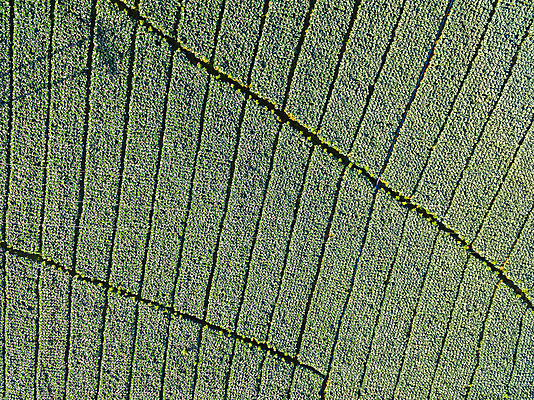 포토 JPG 해외이미지 모양 식물 산업 지구 백그라운드 밭 농업 자연 안테나 풍경 사람없음 초록색 농작물 농장 농경지 마을 정원 시골 정상 숲 땅 시리얼 만취 질감 양배추 장면 지형 안심 밀짚 줄서기 파종 해외202004 해외포토 음식 컬러 채소 통신 모션 육류 농사 짚 생태계 술취함 파일형식 이미지허브