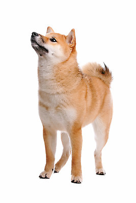 포토 JPG 해외이미지 스튜디오촬영 한마리 포유류 실내 서기 사람없음 빨간색 반려동물 일본 올려보기 개 흰배경 사냥개 송곳니 기르기 복종 순종 해외202004 해외포토 동물 1 아시아 컬러 백그라운드 모션 내부 흰색 치아 왕 돌봄 파일형식 이미지허브