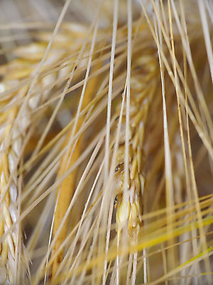 포토 JPG 해외이미지 음식 밭 농업 사람없음 경작 낟알 시리얼 귀 밀가루 호밀 해외202004 해외포토 산업 곡류 신체부위 농사 가루 파일형식 이미지허브