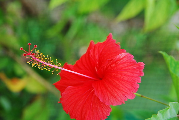 포토 JPG 해외이미지 식물 꽃잎 꽃 줄기 백그라운드 잎 꽃무늬 자연 사람없음 야외 빨간색 노란색 정원 벚꽃 닫기 다발 묘사 이국적 히비스커스 많음 해외202004 해외포토 컬러 컨셉 무늬 모션 생태계 파일형식 이미지허브