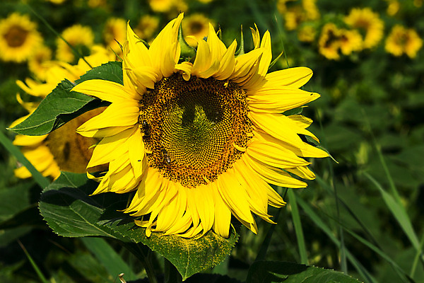 포토 JPG 해외이미지 식물 계절 꽃잎 꽃 문화 백그라운드 잎 꽃무늬 밭 농업 오렌지 자연 해바라기 씨앗 풍경 사람없음 야외 초록색 여름 농작물 컬러풀 태양 노란색 맑음 봄 활발 성장 벚꽃 시골 원형 개화 유기농 내추럴 해외202004 해외포토 자연요소 도형 웰빙 산업 컬러 컨셉 무늬 과일 날씨 생태계 파일형식 이미지허브