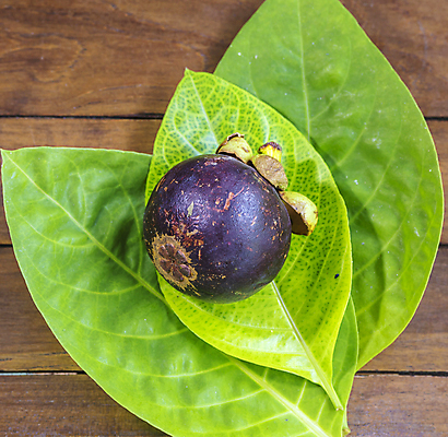 포토 JPG 해외이미지 1 계절 아시아 음식 다이어트 과일 태국 자연 건강 동양인 사람없음 빨간색 흰색 신선 시장 달콤 맛 먹기 피부 싱글 인도네시아 부드러움 내추럴 생식 숙성 이국적 혼자 해외202004 해외포토 나라 컬러 컨셉 모션 인종 신체부위 감각 생태계 파일형식 이미지허브