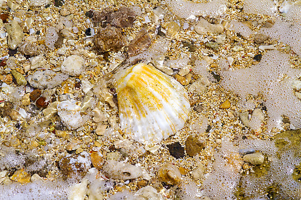 포토 JPG 해외이미지 모래 바다 여행 백그라운드 자연 휴가 조개 불가사리 프레임 사람없음 여름 껍질 수집 질감 해외202004 해외포토 계절 어패류 극피동물 생태계 파일형식 이미지허브