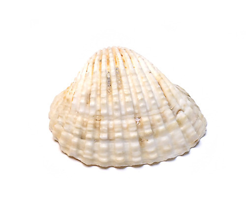 포토 JPG 해외이미지 조개 사람없음 껍질 흰색 소라 생물학 고립 해외202004 해외포토 교육 컬러 어패류 파일형식 이미지허브