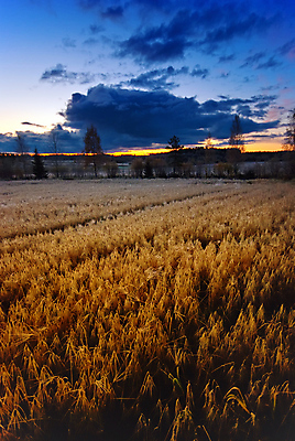 포토 JPG 해외이미지 밭 농업 하늘 사람없음 파란색 농작물 가을 시골 해외202004 해외포토 계절 산업 컬러 파일형식 이미지허브