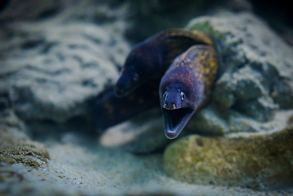 포토 JPG 해외이미지 동물 야생동물 바다 백그라운드 자연 어류 사람없음 빨간색 물 파란색 반려동물 검은색 바닷속 수중 수영 흰색 산호 위험 아래 암초 수족관 대서양 고립 공격적 깊이 동물상 이국적 해외202004 해외포토 자연요소 컬러 컨셉 조형물 수중동물 수상스포츠 자포동물 방향 생태계 위치 파일형식 이미지허브