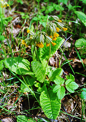 포토 JPG 해외이미지 나무 꽃잎 꽃 꽃다발 잎 자연 날씨 건조 사람없음 갈색 봄 숲 제비꽃 라일락 생태학 해외202004 해외포토 식물 계절 교육 컬러 생태계 파일형식 이미지허브