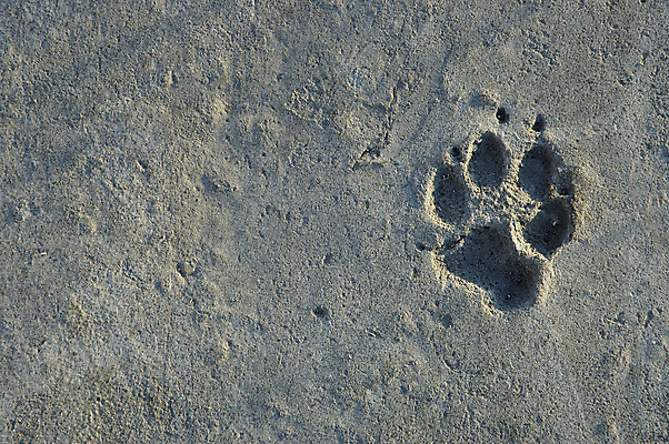 포토 JPG 해외이미지 동물 1 컨셉 부분 표면 추상 거리 기술 미술 사람없음 회색 깃발 개 인쇄 발자국 심볼 사인 심플 판 타운 늑대 패드 선로 양발 콘크리트 각인 해외202004 해외포토 컬러 무늬 포유류 자국 문화예술 도시 파일형식 이미지허브