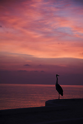 포토 JPG 해외이미지 동물 실루엣 야생동물 모래 파도 바다 섬 여행 오렌지 자연 조류 하늘 풍경 사람없음 야외 빨간색 물 여름 태양 걷기 일출 침묵 황혼 일몰 고급 왜가리 매움 부리 장면 목 몰디브 파라다이스 수평선 해외202004 해외포토 자연요소 계절 아시아 컬러 컨셉 과일 모션 촬영기법 신체부위 노을 소리 맛 생태계 파일형식 이미지허브