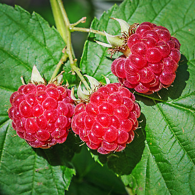 포토 JPG 해외이미지 식물 계절 열매 음식 농업 다이어트 과일 자연 건강 사람없음 빨간색 정원 수확 성장 나뭇가지 신선 그룹 달콤 유기농 원예 날것 산딸기 내추럴 밭일 숙성 채식주의자 비건 해외202004 해외포토 나무 웰빙 산업 컬러 취미 맛 생태계 채식 파일형식 이미지허브