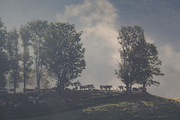 포토 JPG 해외이미지 나무 구름 계절 공원 여행 백그라운드 자연 하늘 아침 휴가 산 풍경 사람없음 야외 초록색 여름 파란색 빛 컬러풀 햇빛 태양 일출 환경 계곡 어둠 황혼 일몰 봄 새벽 안개 가을 흰색 시골 숲 언덕 장면 내추럴 뿌연 전국 절정 환상 해외202004 해외포토 주간 자연요소 식물 공공시설 컬러 컨셉 날씨 노을 생태계 파일형식 이미지허브