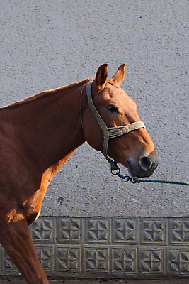 포토 JPG 해외이미지 동물 포유류 자연 서기 사람없음 야외 농장 갈색 머리 목장 흰색 시골 만 승마 갈기 기르기 해외202004 해외포토 스포츠 컬러 농업 모션 신체부위 생태계 돌봄 파일형식 이미지허브