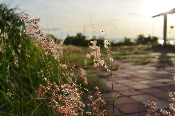 포토 JPG 해외이미지 식물 아시아 섬 태국 자연 동양인 풍경 사람없음 야외 가로 초록색 새벽 해외202004 해외포토 자연요소 나라 컬러 인종 생태계 파일형식 이미지허브