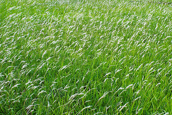 포토 JPG 해외이미지 식물 계절 꽃 분홍색 백그라운드 꽃무늬 일러스트 자연 수채화 사람없음 빨간색 여름 노란색 머리 정원 봄 벚꽃 흰색 신선 데이지 거베라 내추럴 고립 해외202004 해외포토 컬러 무늬 신체부위 생태계 파일형식 이미지허브