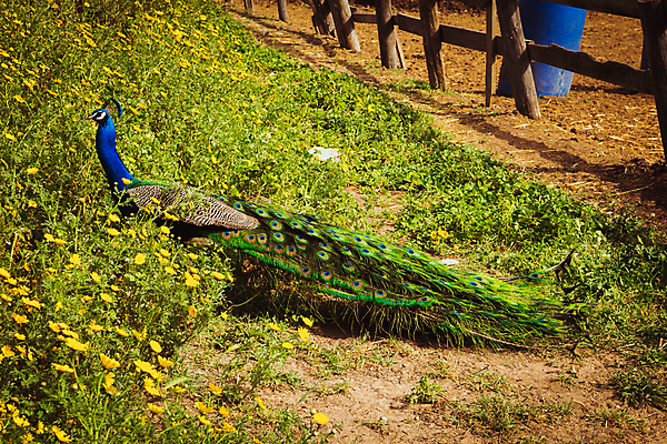포토 JPG 해외이미지 동물 공원 남자 길 야생동물 백그라운드 신체 자연 조류 왕관 동물원 서기 잔디 사람없음 야외 초록색 파란색 컬러풀 농장 환경 정원 활발 펼침 시골 우아함 공작 깃털 싱글 꼬리 부리 기간 깃털펜 동물상 이국적 이스라엘 해외202004 해외포토 식물 공공시설 컬러 컨셉 농업 모션 사람 조형물 펜 생태계 서아시아 파일형식 이미지허브