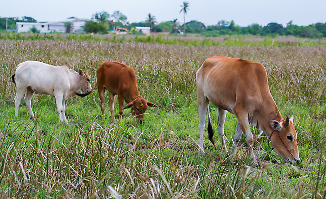 포토 JPG 해외이미지 나무 동물 1 백그라운드 밭 농업 포유류 자연 하늘 3 풍경 사람없음 야외 초록색 여름 농장 농경지 갈색 가축 소고기 시골 소 황소 공포 내추럴 밭일 찰과상 해외202004 해외포토 식물 계절 산업 컬러 육류 상처 생태계 파일형식 이미지허브