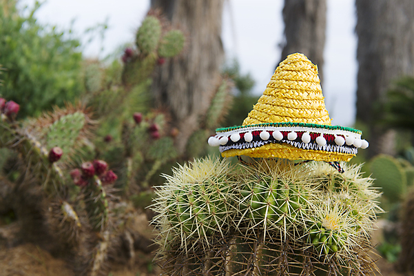 포토 JPG 해외이미지 식물 여행 장신구 선인장 갈대 사람없음 야외 여름 노란색 스페인 정상 옷입기 기념품 솜브레로 스페인어 해외202004 해외포토 모자_잡화 계절 유럽 컬러 모션 전통의상 오브젝트 파일형식 이미지허브