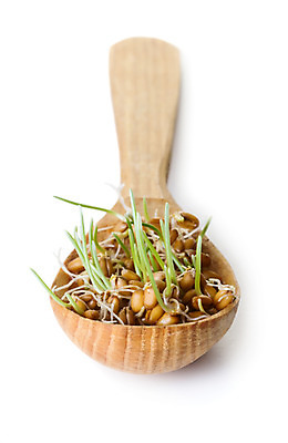 포토 JPG 해외이미지 음식 다이어트 건강 식이요법 씨앗 사람없음 새싹 숟가락 식사 펼침 성장 낟알 시리얼 밀 먹기 유기농 박테리아 내추럴 건포도 땅바닥 모종 뮤즐리 섞기 영양소 채식주의자 비건 귀리 해외202004 해외포토 식물 웰빙 의학 모션 포도 곡류 바닥 수저 채식 건과일 파일형식 이미지허브