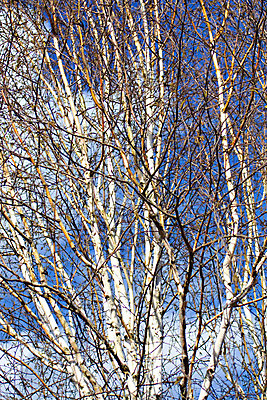 포토 JPG 해외이미지 나무 백그라운드 자연 하늘 풍경 사람없음 여름 파란색 햇빛 봄 나뭇가지 은색 큼 자작나무 내추럴 벌거벗은 삼림지대 얇은 해외202004 해외포토 식물 계절 컬러 태양 숲 크기 생태계 파일형식 이미지허브