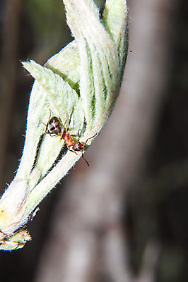 포토 JPG 해외이미지 동물 야생동물 곤충 잎 자연 노동자 안테나 사람없음 목재 흰색 업무 작업 닫기 작음 묘사 생물학 공상 개미 내추럴 동물상 해외202004 해외포토 나무 식물 직업 교육 컬러 재료 통신 모션 조형물 크기 생태계 파일형식 이미지허브