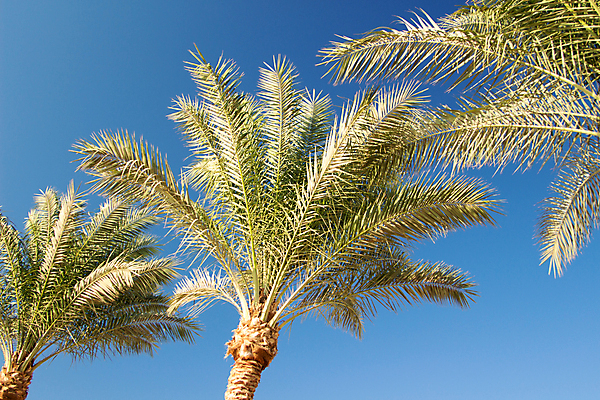 포토 JPG 해외이미지 식물 줄기 컨셉 잎 아프리카 자연 휴가 휴식 기념 이집트 손바닥 씨앗 풍경 사람없음 야외 세계 환경 스파 놀이터 상쾌 휴양지 잔치 내추럴 그리너리 해외202004 해외포토 손 감정 나라 놀이 장소 생태계 파일형식 트랜드컬러 이미지허브