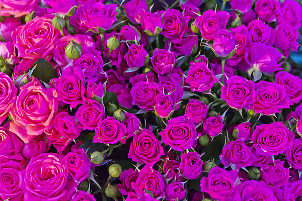 포토 JPG 해외이미지 식물 꽃잎 꽃 분홍색 잎 자연 사람없음 빨간색 장미 상점 정원 봄 벚꽃 시장 해외202004 해외포토 계절 컬러 생태계 파일형식 이미지허브