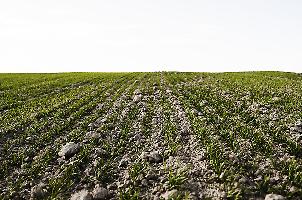 포토 JPG 해외이미지 식물 계절 음식 백그라운드 잎 밭 농업 자연 하늘 새로움 건강 씨앗 풍경 사람없음 초록색 여름 농작물 햇빛 농장 농경지 새싹 환경 흙 봄 성장 시골 신선 낟알 땅 시리얼 밀 유기농 보리 먼지 내추럴 모종 밭일 줄서기 호밀 세련 귀리 해외202004 해외포토 웰빙 산업 컬러 컨셉 모션 곡류 태양 생태계 파일형식 이미지허브