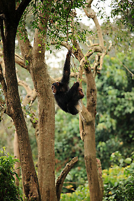 포토 JPG 해외이미지 나무 동물 공원 교육 야생동물 포유류 아프리카 자연 놀이 동물원 종류 사람없음 여행객 검은색 게임 원숭이 센터 보호 숲 큼 열대우림 모피 사파리 멸종 유인원 동쪽 침팬지 서쪽 우간다 전국 해외202004 해외포토 식물 공공시설 나라 컬러 컨셉 사람 크기 방향 생태계 파일형식 이미지허브