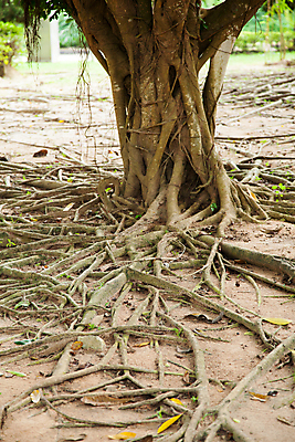 포토 JPG 해외이미지 나무 식물 지구 백그라운드 컨셉 잎 가족 자연 사람없음 야외 목재 초록색 빛 환경 정원 힘 흙 봄 젖음 성장 나뭇가지 죽음 시간 숲 무서움 묘사 유기농 질감 뿌리 발리 먼지 내추럴 곰팡이 땅바닥 생태학 옛날 해외202004 해외포토 웰빙 계절 교육 감정 컬러 섬 재료 관계 바닥 생태계 인도네시아 파일형식 이미지허브