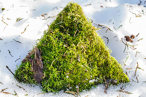 포토 JPG 해외이미지 식물 겨울 자연 이끼 사람없음 야외 초록색 햇빛 태양 바위 숲 해외202004 해외포토 자연요소 계절 컬러 돌_바위 생태계 파일형식 이미지허브