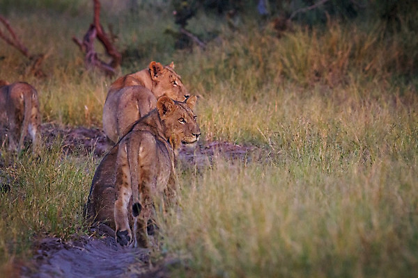 포토 JPG 해외이미지 동물 야생동물 여행 포유류 아프리카 자연 생물 털 동물원 사람없음 환경 고양이 힘 분노 황무지 위험 사자 큼 왕 모피 사파리 리더 육식동물 사냥꾼 멸종 사자자리 표범 내추럴 사바나 웅장함 해외202004 해외포토 직업 감정 나라 컨셉 반려동물 별자리 크기 생태계 파일형식 이미지허브