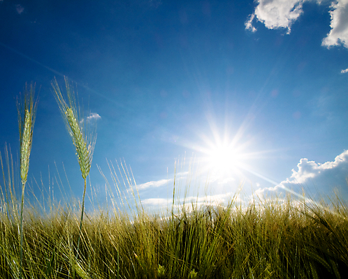 포토 JPG 해외이미지 식물 구름 계절 음식 밭 농업 자연 하늘 날씨 풍경 사람없음 초록색 파란색 빛 농작물 햇빛 태양 농장 환경 봄 수확 성장 광선 시골 신선 시리얼 밀 허브 천국 밭일 해외202004 해외포토 자연요소 산업 컬러 곡류 생태계 파일형식 이미지허브