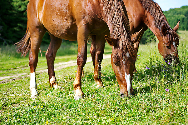 포토 JPG 해외이미지 동물 2 밭 포유류 자연 사람없음 야외 초록색 농장 갈색 머리 평화 목장 시골 방목 먹기 꼬리 갈기 토막 찰과상 해외202004 해외포토 컬러 컨셉 농업 모션 신체부위 축산업 상처 생태계 파일형식 이미지허브