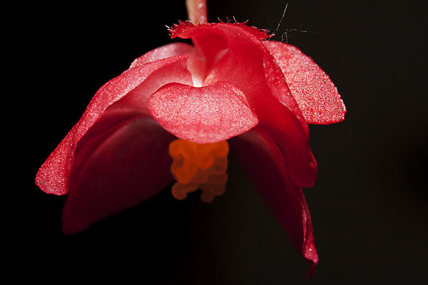 포토 JPG 해외이미지 식물 꽃 백그라운드 농업 오렌지 자연 사람없음 야외 장식 빨간색 컬러풀 정원 검은색 닫기 해외202004 해외포토 산업 컬러 과일 모션 생태계 파일형식 이미지허브