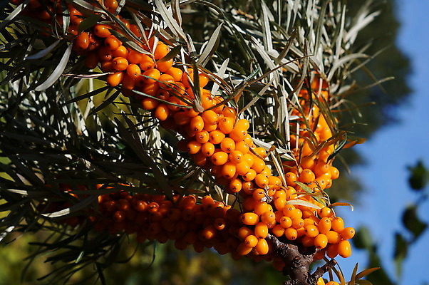 포토 JPG 해외이미지 식물 열매 음식 잎 채소 과일 자연 디저트 건강 사람없음 햇빛 나뭇가지 신선 체리 달콤 맛 관목 내추럴 진짜 크랜베리 해외202004 해외포토 나무 컨셉 태양 생태계 파일형식 이미지허브