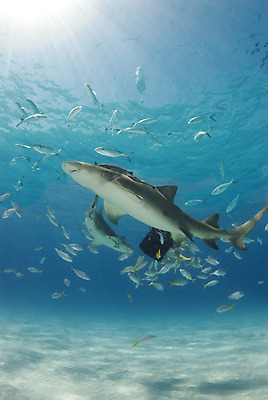포토 JPG 해외이미지 동물 야생동물 바다 자연 표면 어류 사람없음 물 파란색 수중 수영 수면 다이빙 육식동물 소금 상어 대서양 바하마 소금물 침몰 해외202004 해외포토 자연요소 컬러 수중동물 수상스포츠 생태계 수중스포츠 파일형식 이미지허브