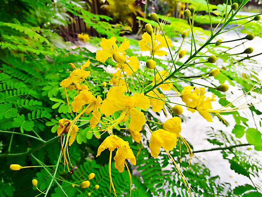 포토 JPG 해외이미지 나무 식물 꽃 백그라운드 잎 꽃무늬 자연 불꽃 사람없음 초록색 컬러풀 노란색 우주 정원 벚꽃 나뭇가지 공작 파라다이스 해외202004 해외포토 컬러 무늬 조류 불 생태계 파일형식 이미지허브