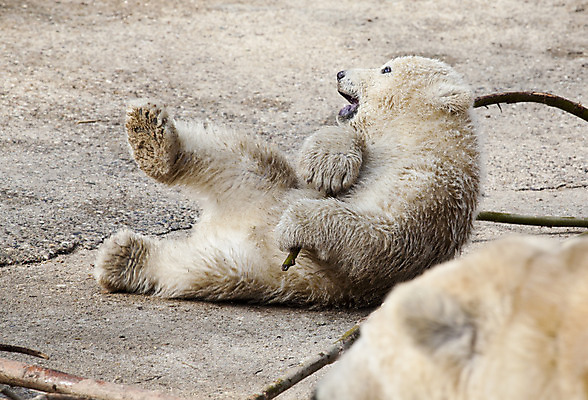 포토 JPG 해외이미지 동물 계절 야생동물 새끼 겨울 곰 포유류 포옹 자연 놀이 털 동물원 피곤 미소 사람없음 야외 글로벌 머리 얼음 검은색 힘 젖음 추위 흰색 입 남극 북극 서리 육식동물 봉 사냥꾼 북쪽 멸종 서식지 동물상 해외202004 해외포토 자연요소 직업 컬러 컨셉 안기 표정 신체부위 조형물 극지방 방향 생태계 파일형식 이미지허브
