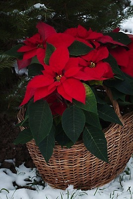 포토 JPG 해외이미지 나무 식물 전통 디자인 계절 꽃 별 화분 벽 백그라운드 잎 크리스마스 겨울 자연 휴가 벽돌 주택 기념 프레임 선물 사람없음 장식 빨간색 초록색 축제 수확 벚꽃 축하 냄비 12월 오브젝트 포인세티아 내추럴 고립 노엘 해외202004 해외포토 자연요소 기념일 컬러 컨셉 농업 건물 날짜 솥 생태계 파일형식 이미지허브