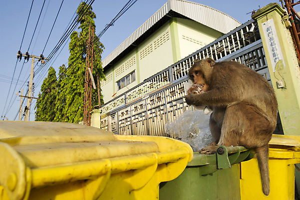 포토 JPG 해외이미지 동물 여자 도로 야생동물 새끼 포유류 가족 자연 생물 사람없음 갈색 원숭이 아기 쌍둥이 유인원 침팬지 수유 여우원숭이 해외202004 해외포토 길 컬러 관계 교통시설 사람 생태계 파일형식 이미지허브