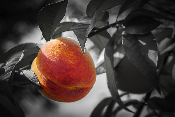 포토 JPG 해외이미지 나무 식물 음식 백그라운드 잎 농업 자연 건강 사람없음 빨간색 초록색 여름 노란색 정원 수확 성장 나뭇가지 신선 달콤 과수원 수집 복숭아 내추럴 살구 숙성 해외202004 해외포토 계절 산업 컬러 과일 맛 생태계 파일형식 이미지허브