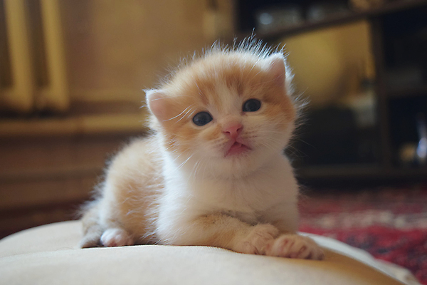 포토 JPG 해외이미지 동물 1 응시 행복 얼굴 어린이 백그라운드 장난 포유류 자연 놀이 털 잔디 사람없음 야외 빨간색 초록색 반려동물 노란색 귀여움 고양이 흰색 아기 달콤 작음 모피 얼룩무늬 솜털 기르기 돌봄 해외202004 해외포토 식물 시선 감정 컬러 컨셉 무늬 모션 사람 신체부위 맛 크기 생태계 파일형식 이미지허브