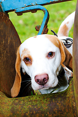 포토 JPG 해외이미지 공원 행복 포즈 밭 자연 건강 풍경 잔디 사람없음 야외 초록색 여름 반려동물 머리 걷기 봄 산책 에너지 시골 개 달콤 강아지 작음 코 사냥 사냥개 비글 진흙 트랙터 송곳니 기르기 복종 신앙심 해외202004 해외포토 식물 동물 계절 공공시설 감정 컬러 농업 포유류 모션 휴식 신체부위 맛 치아 크기 농기계 생태계 특수차량 돌봄 파일형식 이미지허브