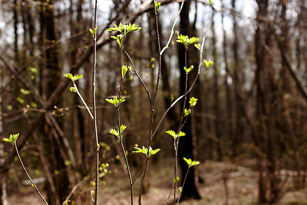 포토 JPG 해외이미지 나무 식물 자연 사람없음 야외 목재 가로 초록색 모래사장 햇빛 갈색 맑음 봄 가을 숲 떠남 많음 해외202004 해외포토 계절 바다 컬러 컨셉 재료 모션 날씨 태양 생태계 파일형식 이미지허브