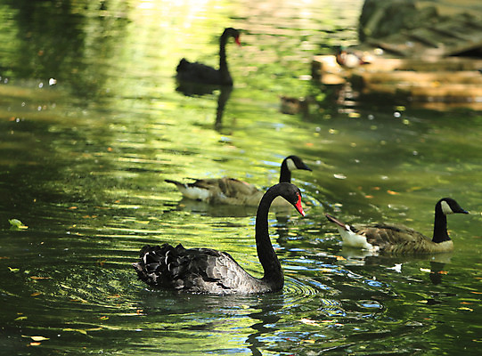 포토 JPG 해외이미지 동물 공원 호수 야생동물 날개 자연 조류 3 사람없음 야외 빨간색 초록색 물 환경 검은색 수영 어둠 그룹 깃털 부리 백조 목 거위 물새 내추럴 단아함 동물상 해외202004 해외포토 자연요소 공공시설 컬러 신체부위 조형물 수상스포츠 생태계 파일형식 이미지허브