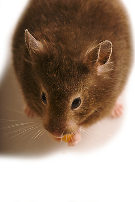 포토 JPG 해외이미지 사람없음 반려동물 설치류 흰배경 햄스터 해외202004 해외포토 동물 백그라운드 흰색 파일형식 이미지허브