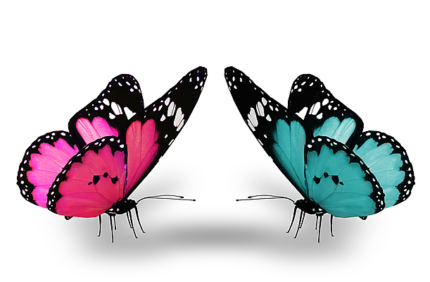 포토 JPG 해외이미지 분홍색 나비 백그라운드 컨셉 2 날개 관계 발렌타인데이 선물 사랑 소년 사람없음 여름 파란색 빛 컬러풀 검은색 봄 흰색 하트 축하 편지 수집 싱글 내추럴 고립 무료 해외202004 해외포토 모양 계절 남자 감정 어린이 컬러 곤충 데이이벤트 파일형식 이미지허브